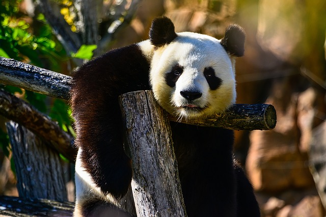 Panda on a tree