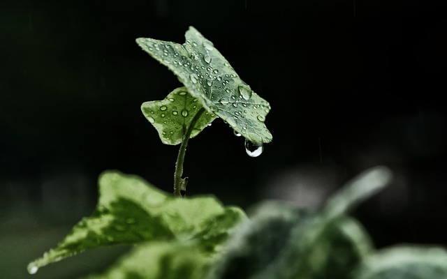 Rain on leaves