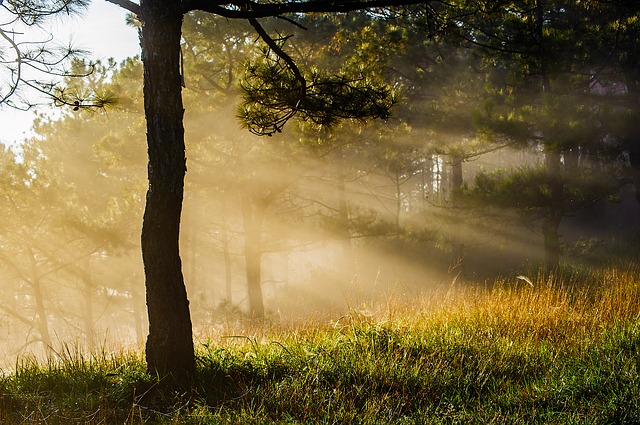 Trees control temparature