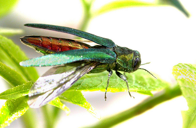 Emerald Ash Borer