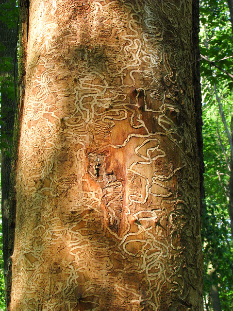 Larvae patterns of EAB