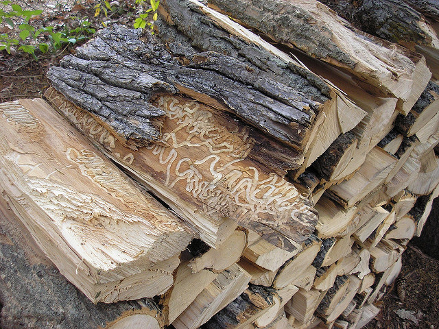 EAB infected Firewood