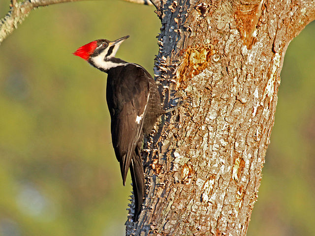 Woodpecker on Ash Tree