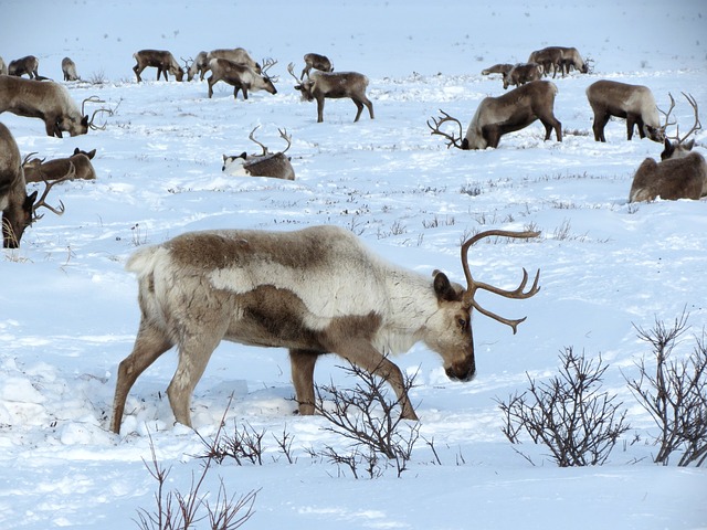 Reindeers