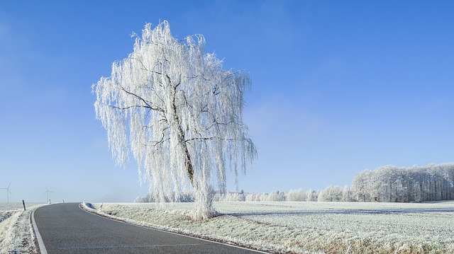 Winter Tree