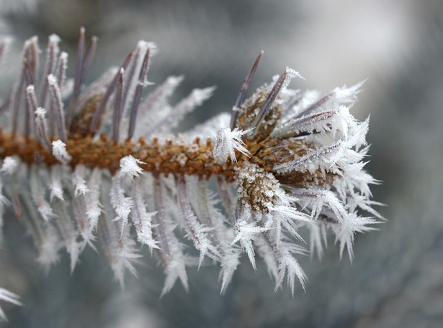 Winter Branch